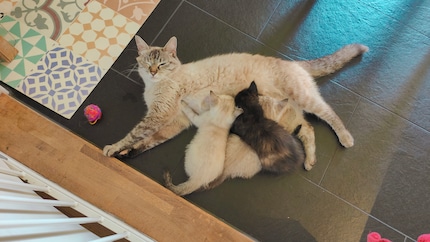 Mira säugt ihre Jungen: Dieser Anblick wird immer seltener.