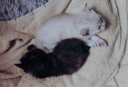 Ying und Yang, tierisch dargestellt.