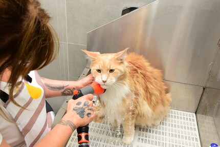 Franky in «Watertown»: Der Maine-Coon-Kater lässt die Dusche mit der leisen Brause geschehen.