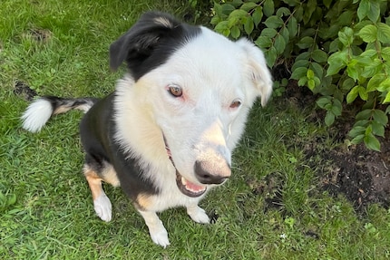 È una modella e ha un bell'aspetto. 