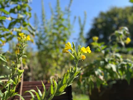 Evening primrose oil contains a very special fatty acid that is rarely found in plants.