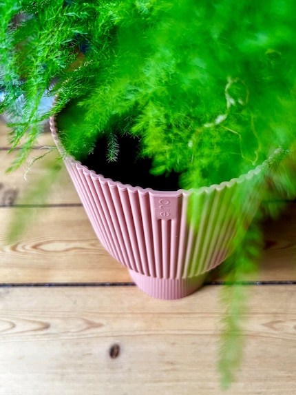 I’ve put my fern on a pedestal to make it look a bit bigger. You can see the pot’s ribbed pattern and subtle branding.