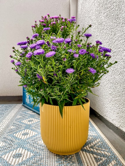 A large plant like this chrysanthemum gives the plastic pot the stability it needs for life outdoors.