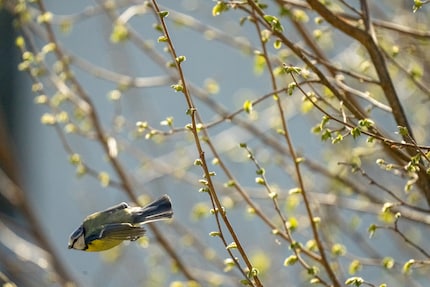 La cinciallegra in volo può essere catturata, se mai, solo con un'inquadratura di grandi dimensioni. Tali scatti richiedono sia l'alta risoluzione che l'alta velocità.