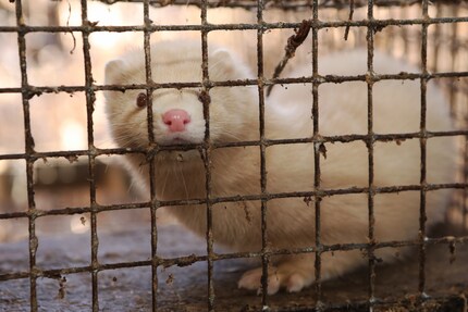 Anche gli animali di cosiddetta produzione «etica» di pellicce hanno una vita breve e miserabile.