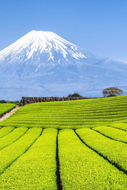 Die japanischen Teesträucher sind wegen der Erntemaschinen rund.