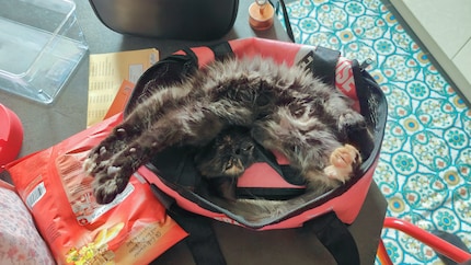 Mi chiedo se sia una variante della posizione del gatto.