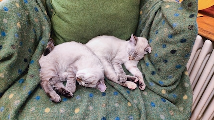 Première sieste de Schneeball et Fineli dans leur nouveau lieu.