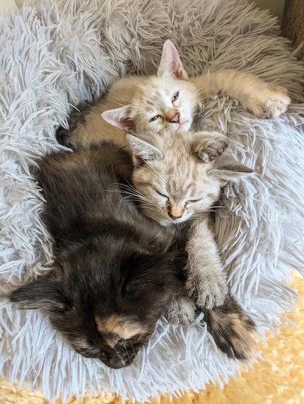 Wanda, Fineli et Boule de Neige, notre trio infernal.