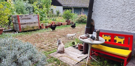 Nos poules ont également rendu hommage aux chatons.