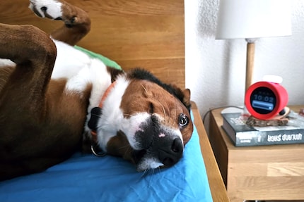 Lino non è un fan di Alarmo.
