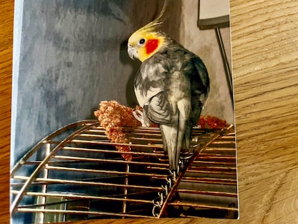 Questo è Iko. È stato il mio primo cacatua, una calopsitta per essere precisi. La testa gialla e le guance rosse sono tipiche dei maschi di questa specie.