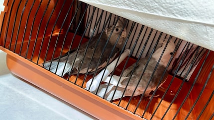 Rio e Cookie nella loro scatola di trasporto. Non lo trovano divertente.