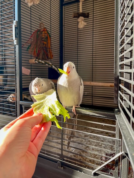 I miei piccoli mostriciattoli vegetariani. I cacatua possono e dovrebbero mangiare un po' di frutta o verdura ogni giorno.