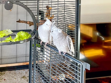Rio (davanti) e Cookie sono cacatua bianchi. Non hanno la testa gialla e le macchie rosse sulle guance.
