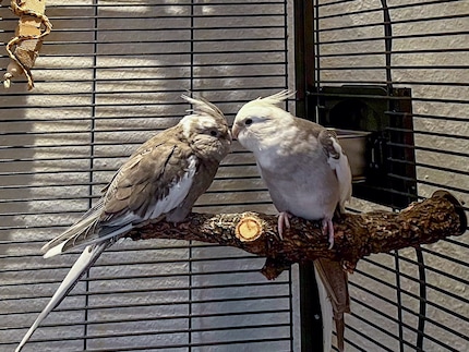 Rio e Cookie si rilassano di sera appollaiati sul loro ramo preferito. Rio (a sinistra) ha un aspetto un po' arruffato perché sta per fare la muta.