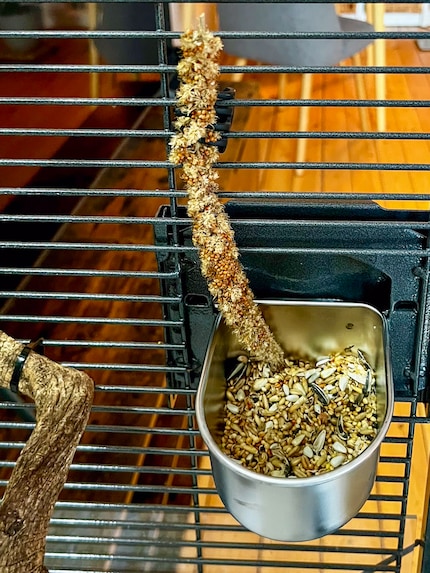 I miei pappagalli ninfa hanno due ciotole per il cibo nella loro gabbia, così non litigano.