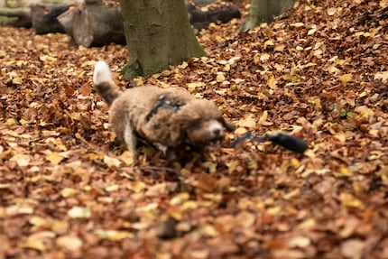 Un chien marron au milieu de feuilles marron met parfois à mal le meilleur autofocus. Surtout si je ne lui donne aucune indication.