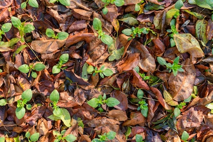 Les feuilles isolent et, après un certain temps, nourrissent aussi vos plantes.