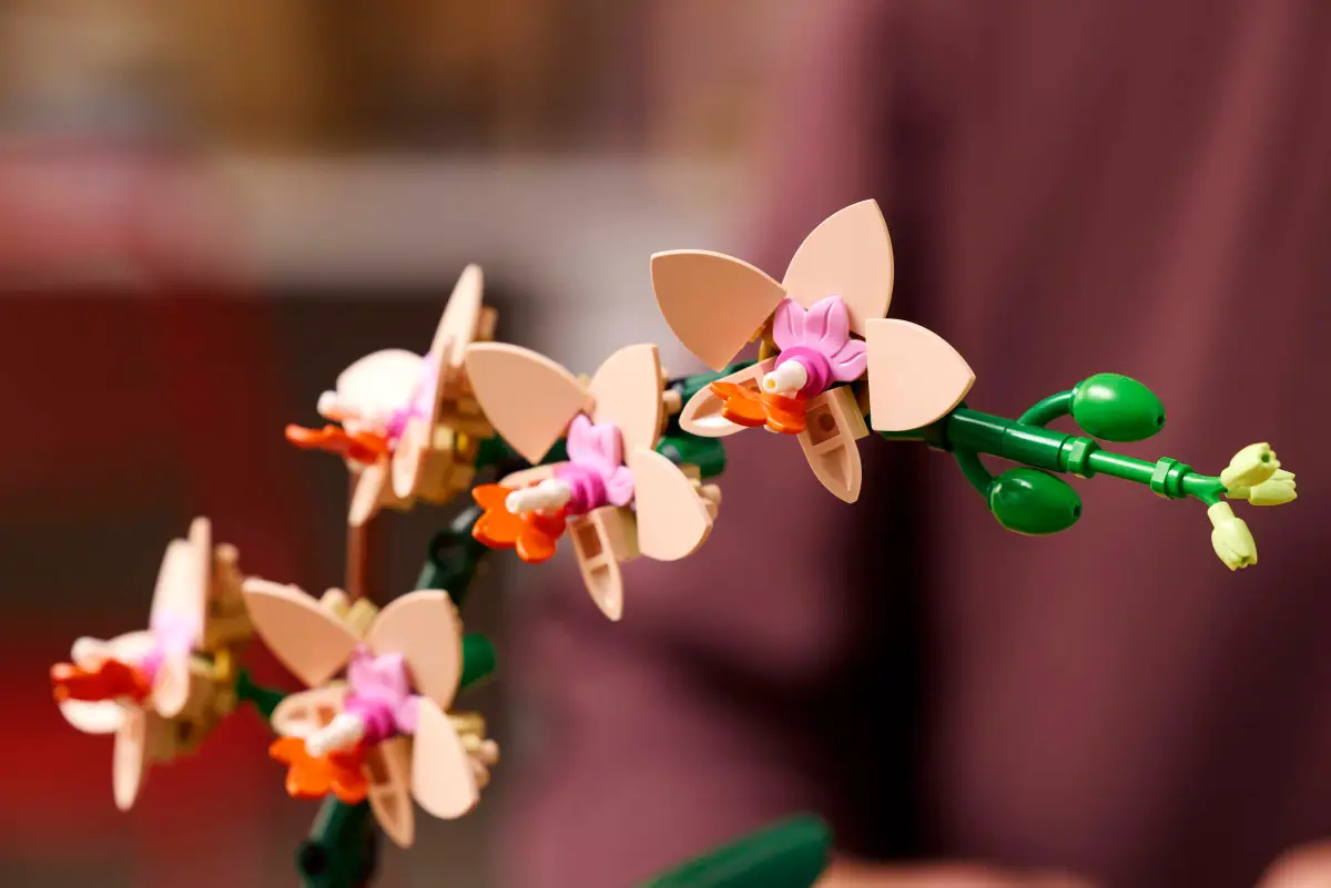 L'orchidea Lego è in fiore.