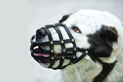 Nach einem Beissvorfall kann das Veterinäramt einen Maulkorb- und/oder Leinenzwang anordnen.