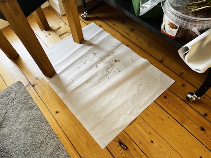 Je place une feuille de papier devant la cage pour que la saleté que font les perruches lorsqu’elles se perchent à l’entrée ne tombe pas sur le sol.