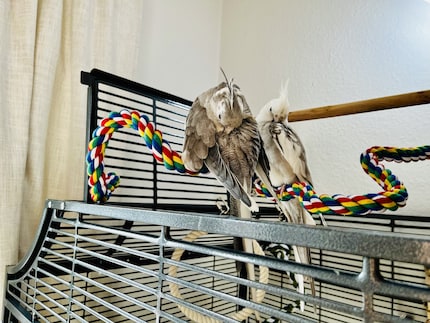 Si les calos restent sur la cage, elles se mettront facilement au lit le soir venu. Un petit geste du doigt suffit. En revanche, si elles se sont perchées sur la tringle à rideaux, j’utilise un perchoir « taxi ».