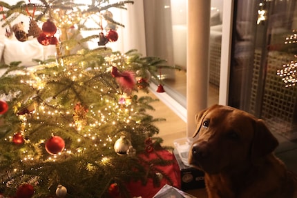 Unser Hund ist der einzige, der immer für ein Shooting vor dem Baum zu haben ist.