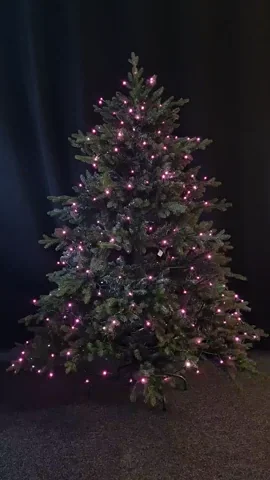 Puoi anche far splendere il tuo albero di rosa se vuoi.
