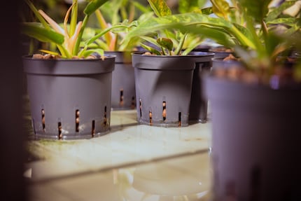 Uno sguardo al «laboratorio sperimentale»: la Philodendron ‹Ring of Fire› si sviluppa come pianta idroponica.