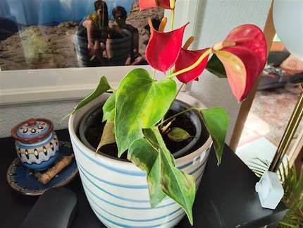 Le foglie dell'Anthurium diventano croccanti.
