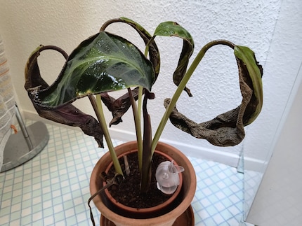 La Calathea warscewiczii non gradisce le cure idriche di Debora.