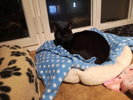 Leelos intensiver Blick trifft mitten ins Herz. Sie und Melody sind ein unschlagbares Team.