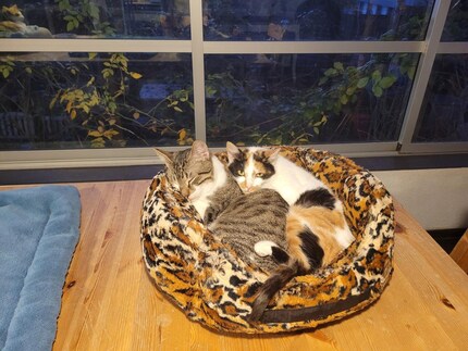 Haru und Olly sind wie füreinander geschaffen.