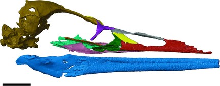 Rekonstruierter Schädel | Computertomografische Analysen erlauben es herzuleiten, wie der Schädel des Urzeitvogels Vegavis iaai einmal ausgesehen hat. Das Tier lebte auf dem Gebiet der heutigen Antarktis, wo vor 69 Millionen Jahren ein mildes Klima mit üppiger Pflanzen- und Tierwelt herrschte.
