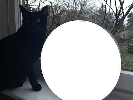  Les chats apprécient aussi la lumière du jour artificielle.