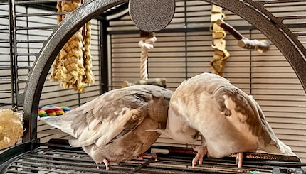 Rio et Cookie eux aussi ont du mal à se mettre d’accord sur qui doit commencer à câliner l’autre. C’est dommage, d’ailleurs, parce qu’au final, aucun des deux n’a de câlin.