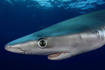 Nuno Sá documente la vie des requins au plus près.