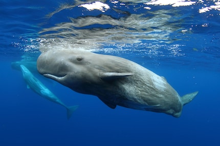 De fascinantes rencontres avec des baleines.