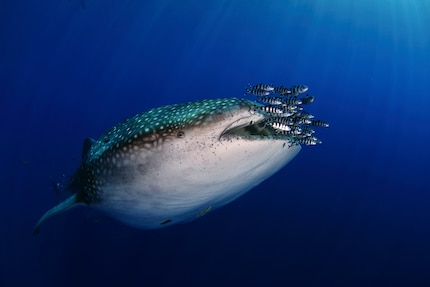 Grâce à l’apparition de requins-baleines au large des Açores, Nuno Sá a obtenu a sa première mission pour National Geographic Portugal.