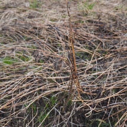 En hiver, il ne reste des orties que les tiges et quelques feuilles desséchées.