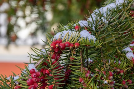 L’if a des aiguilles plates et souples. Ses baies rouges restent visibles en hiver. Leur chair est comestible, mais pas leur noyau, et évitez absolument les aiguilles !