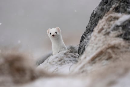 The 400-800mm is particularly suitable for small animals or long distances.