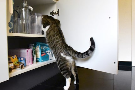 Da qualche parte nella credenza ci sarà sicuramente uno stuzzichino dimenticato.