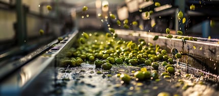 Die Qualität des Olivenöls hängt von vielen Faktoren ab: Neben der Verarbeitung sind unter anderem die Olivensorte, sowie Art und Zeitpunkt der Ernte relevant.