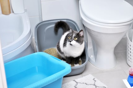 Les quarts d’heure de folie après les besoins sont un phénomène bien connu chez les chats.