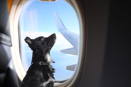 Alcune compagnie aeree, come Swiss, consentono ai cani di peso non superiore agli otto chilogrammi di viaggiare in cabina.