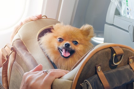 Bei gewissen Airlines dürfen Hunde bis acht Kilogramm in einem Transportbehälter in der Passagierkabine mitreisen.