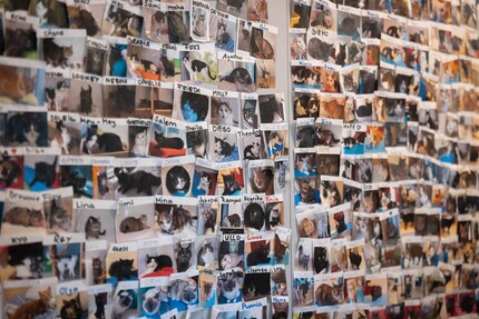 Wenn man die Wand vor lauter Katzen nicht sieht: All diese Vierbeiner haben ein Zuhause gefunden.