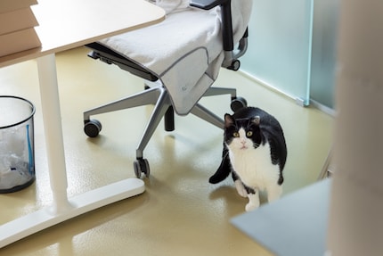 Extrem scheue Katzen gewöhnen sich im Mitarbeiterbüro an Menschen.